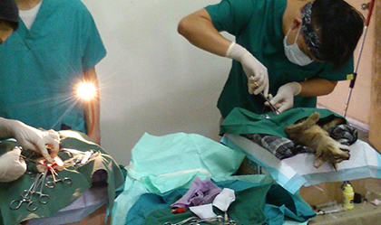 Veterinary Instruments